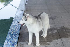 husky siberian för hund arkivfoton husky siberian för hund arkivfoton