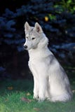 husky ståendesiberian royaltyfri bild husky ståendesiberian royaltyfri bild