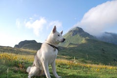 Husky for a walk in the mountains royalty free stock photography Husky for a walk in the mountains royalty free stock photography