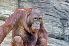 Hutan- Malayan ?homem do orangotango dos orangotango da floresta ?, Lat Pongo - o g?nero de macacos antropoides da ?rvore imagem de stock Hutan- Malayan ?homem do orangotango dos orangotango da floresta ?, Lat Pongo - o g?nero de macacos antropoides da ?rvore imagem de stock