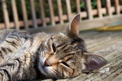 Huvud av den kvinnliga inhemska husdjurkatten som ligger i sol på utomhus- träpryda som kopplar av öppna ögon arkivfoto Huvud av den kvinnliga inhemska husdjurkatten som ligger i sol på utomhus- träpryda som kopplar av öppna ögon arkivfoto