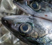 Huvud och stort öga av en död ny makrill, vetenskaplig namnScomberscombrus royaltyfria bilder Huvud och stort öga av en död ny makrill, vetenskaplig namnScomberscombrus royaltyfria bilder