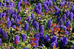 Hyacinth garden