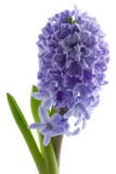 Hyacinth Isolated Royalty Free Stock Photos Hyacinth Isolated Royalty Free Stock Photos