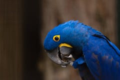 Hyacinth Macaw photos stock Hyacinth Macaw photos stock