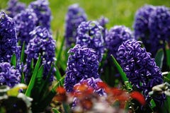 Hyazinthenblumen lizenzfreie stockbilder Hyazinthenblumen lizenzfreie stockbilder