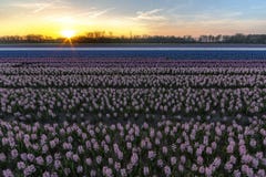Hyazinthenfeldsonnenuntergang Stockfotos Hyazinthenfeldsonnenuntergang Stockfotos