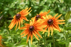 Hybride lumineux de rudbeckia de plusieurs couleurs sur un fond d'herbe verte images stock Hybride lumineux de rudbeckia de plusieurs couleurs sur un fond d'herbe verte images stock