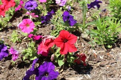 Hybride petunia royalty-vrije stock afbeeldingen Hybride petunia royalty-vrije stock afbeeldingen
