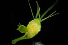 Hydra que come el pulex de la Daphnia de las pulgas de agua en la diapositiva debajo del microscopio en laboratorio fotos de archivo Hydra que come el pulex de la Daphnia de las pulgas de agua en la diapositiva debajo del microscopio en laboratorio fotos de archivo