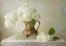 hydrangea Fotografie Stock hydrangea Fotografie Stock