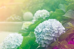 Hydrangea flowers royalty free stock images Hydrangea flowers royalty free stock images