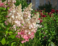 Hydrangea paniculata - pinky Winky. Floral background. stock photos Hydrangea paniculata - pinky Winky. Floral background. stock photos