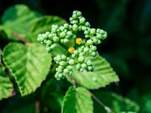 Small Hydrangeas waiting to bloom stock image Small Hydrangeas waiting to bloom stock image