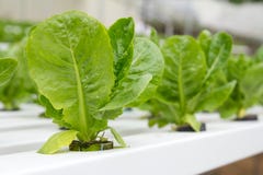 hydroponic овощ Стоковое Изображение RF hydroponic овощ Стоковое Изображение RF