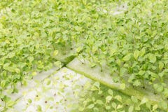 Hydroponika systemu szklarnia i organicznie warzywa sałatkowi w hydroponika uprawiamy ziemię dla zdrowie, jedzenia i rolnictwa po Fotografia Stock Hydroponika systemu szklarnia i organicznie warzywa sałatkowi w hydroponika uprawiamy ziemię dla zdrowie, jedzenia i rolnictwa po Fotografia Stock