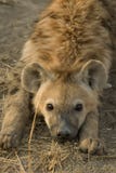 Hyena Royalty Free Stock Images Hyena Royalty Free Stock Images