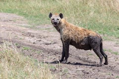 Hyena, Kenya, Africa royalty free stock image Hyena, Kenya, Africa royalty free stock image
