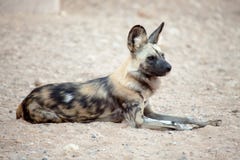 Hyena som är vaken arkivbild Hyena som är vaken arkivbild