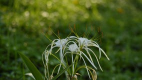 Hymenocallis littoralis lub plażowa pająk leluja fotografia royalty free Hymenocallis littoralis lub plażowa pająk leluja fotografia royalty free