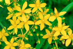 Hypericum Perforatum Flowers Close-up Yellow St. John`s Wort. Stock Images