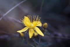 Hypericum, tutsan, αξία του ST John σε μια πορφυρή κινηματογράφηση σε πρώτο πλάνο υποβάθρου Φωτεινό όμορφο κίτρινο λουλούδι στο λ στοκ φωτογραφίες με δικαίωμα ελεύθερης χρήσης Hypericum, tutsan, αξία του ST John σε μια πορφυρή κινηματογράφηση σε πρώτο πλάνο υποβάθρου Φωτεινό όμορφο κίτρινο λουλούδι στο λ στοκ φωτογραφίες με δικαίωμα ελεύθερης χρήσης