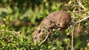 Hyrax de alimentación Hyrax de alimentación