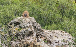 Hyrax de roca en deber de centinela cerca de Banyas en Israel fotos de archivo libres de regalías Hyrax de roca en deber de centinela cerca de Banyas en Israel fotos de archivo libres de regalías