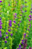 hyssop φυτό hyssop φυτό