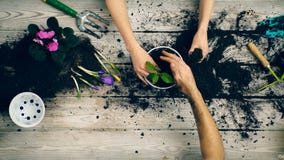 Händer av två vuxna människor stänger sig upp och att plantera blommar i en kruka arbeta i trädgården för begrepp lager videofilmer Händer av två vuxna människor stänger sig upp och att plantera blommar i en kruka arbeta i trädgården för begrepp lager videofilmer