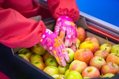 Händerna av anställd som packade äpplena in i en papp royaltyfria foton Händerna av anställd som packade äpplena in i en papp royaltyfria foton