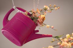 Hängende rosa Plastikgießkanne, gefüllt mit Rosen und Gartennelkenblume, gegen rosa weißen Hintergrund lizenzfreie stockfotos Hängende rosa Plastikgießkanne, gefüllt mit Rosen und Gartennelkenblume, gegen rosa weißen Hintergrund lizenzfreie stockfotos