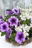 Hängender Korb Coconat mit purpurroter Petunie und weißen Blumen Stockfoto Hängender Korb Coconat mit purpurroter Petunie und weißen Blumen Stockfoto