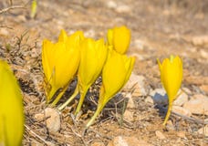 Härlig blom för lös blomma för Sternbergia clusiana oavkortad arkivfoto Härlig blom för lös blomma för Sternbergia clusiana oavkortad arkivfoto