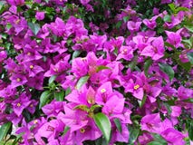 H?rlig blomma av den naturliga himalaya rosa blomman royaltyfri bild H?rlig blomma av den naturliga himalaya rosa blomman royaltyfri bild