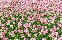 härlig blomma för bakgrund Fantastisk sikt av ljusa vita tulpan som blommar i trädgården på mitt av den soliga vårdagen med gre fotografering för bildbyråer härlig blomma för bakgrund Fantastisk sikt av ljusa vita tulpan som blommar i trädgården på mitt av den soliga vårdagen med gre fotografering för bildbyråer