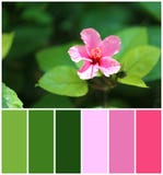 Härlig blomma med gröna sidor, closeup Naturlig färgpalett för inre- eller modedesign fotografering för bildbyråer Härlig blomma med gröna sidor, closeup Naturlig färgpalett för inre- eller modedesign fotografering för bildbyråer