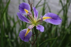 Härlig blommande purpurfärgad iris på Calloway trädgårdar royaltyfri foto Härlig blommande purpurfärgad iris på Calloway trädgårdar royaltyfri foto