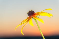 Härlig blommarudbeckia i strålarna av gryning Arkivfoton Härlig blommarudbeckia i strålarna av gryning Arkivfoton
