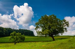 Härlig delvis-molnig sommarhimmel över träd och lantgårdfält royaltyfri fotografi Härlig delvis-molnig sommarhimmel över träd och lantgårdfält royaltyfri fotografi