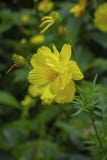 Härlig gul blommanärbildbild royaltyfri bild Härlig gul blommanärbildbild royaltyfri bild