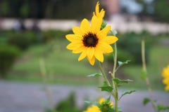 Härlig gul solros i Bangladesh Denna bild fångade vid mig från Rangpur Jamidar Bari Flower Garden arkivfoton Härlig gul solros i Bangladesh Denna bild fångade vid mig från Rangpur Jamidar Bari Flower Garden arkivfoton