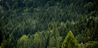 Härlig landskapnatur av regnskog- och bergbackgroun arkivbild Härlig landskapnatur av regnskog- och bergbackgroun arkivbild