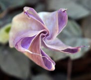 Härlig lotusblommablomma i trädgård Bakgrund för Lotus blomma Textur för Lotus blomma royaltyfri bild Härlig lotusblommablomma i trädgård Bakgrund för Lotus blomma Textur för Lotus blomma royaltyfri bild