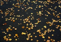 Härlig modell av höstgulingsidor på grov asfaltbeläggningasfalt royaltyfri fotografi Härlig modell av höstgulingsidor på grov asfaltbeläggningasfalt royaltyfri fotografi