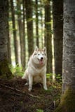 Härlig och fri Siberian skrovlig hund som sitter i skogen på den guld- solnedgången i vår arkivbilder Härlig och fri Siberian skrovlig hund som sitter i skogen på den guld- solnedgången i vår arkivbilder