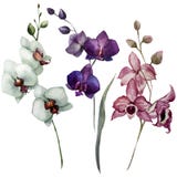 Härlig orkidé flower3 stock illustrationer Härlig orkidé flower3 stock illustrationer