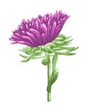 Härlig purpurfärgad aster som isoleras på vit bakgrund Royaltyfri Foto Härlig purpurfärgad aster som isoleras på vit bakgrund Royaltyfri Foto