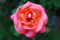 Härlig rosa ros och gröna blad fotografering för bildbyråer Härlig rosa ros och gröna blad fotografering för bildbyråer