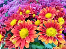 Härlig röd och gul blommabakgrund stock illustrationer Härlig röd och gul blommabakgrund stock illustrationer